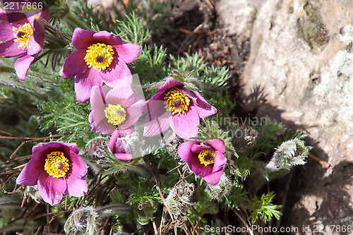 Image of Pasque flower