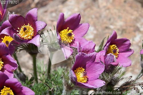 Image of Pasque flower