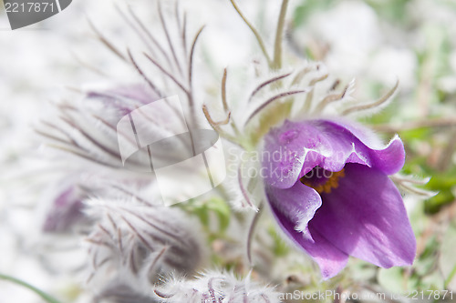 Image of Pasque flower