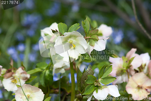 Image of Helleborus niger