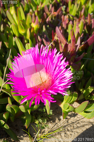 Image of Ice plant