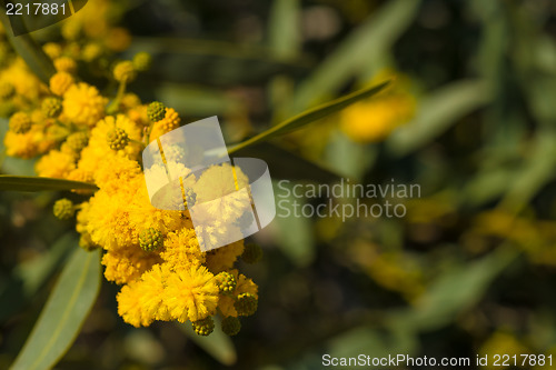 Image of Flowering acacia branch