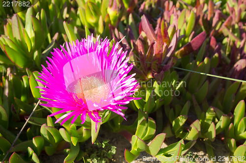 Image of Ice plant flower