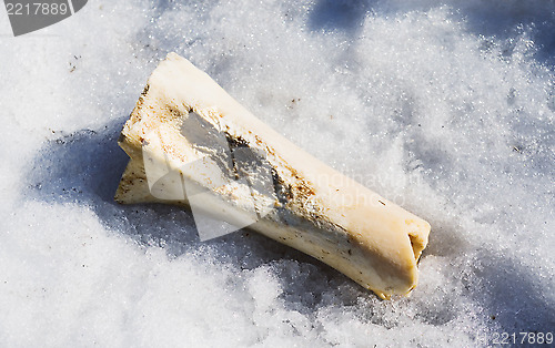 Image of bone