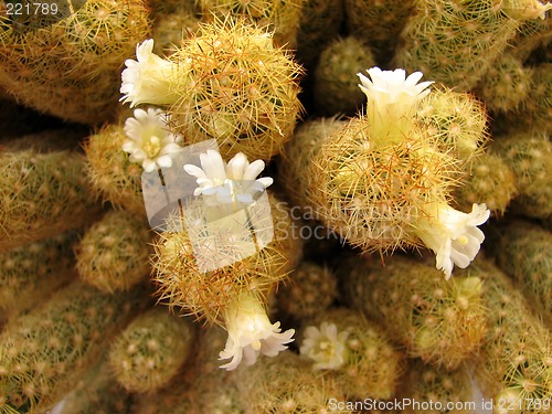 Image of White cactus flowers