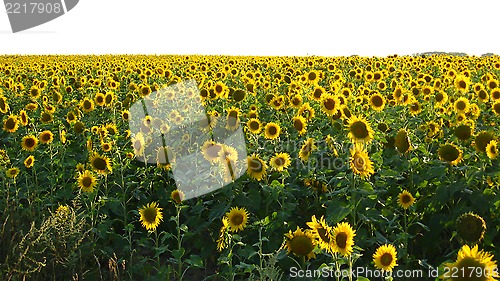 Image of Field with sunflowers