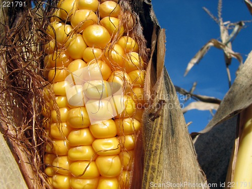 Image of Golden corn and the blue sky