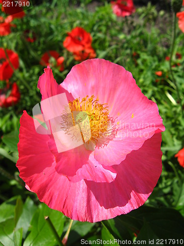 Image of beautiful flower of red poppy