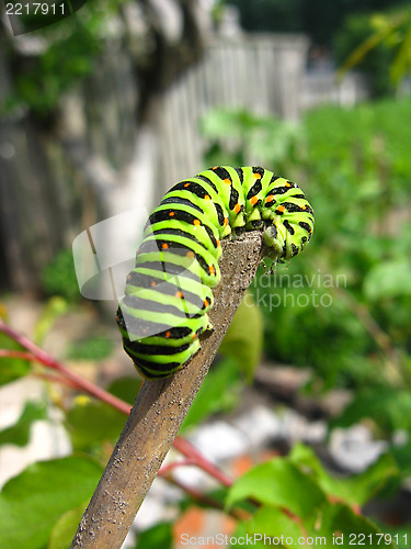 Image of caterpillar of butterfly machaon on the stick