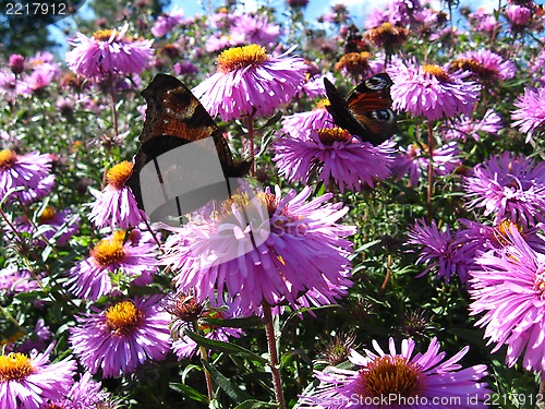 Image of butterflies of peacock eye sitting on the asters