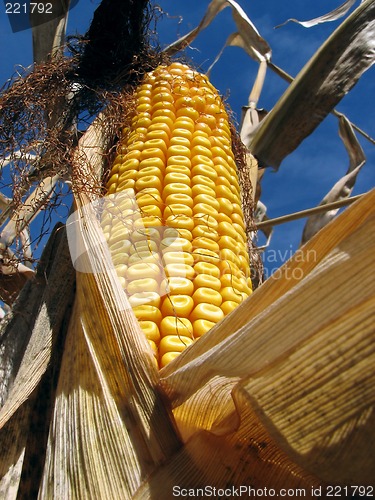 Image of Golden corn in the cornfield