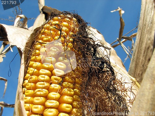 Image of Corn in the autumn cornfield