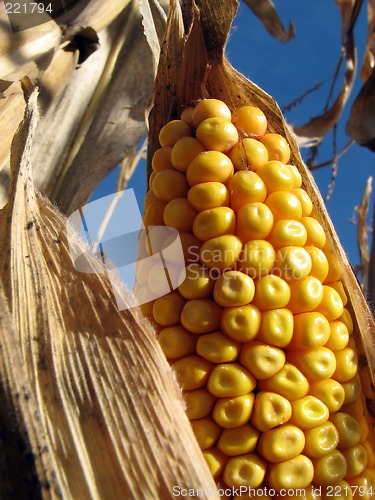 Image of Golden corn in the cornfield