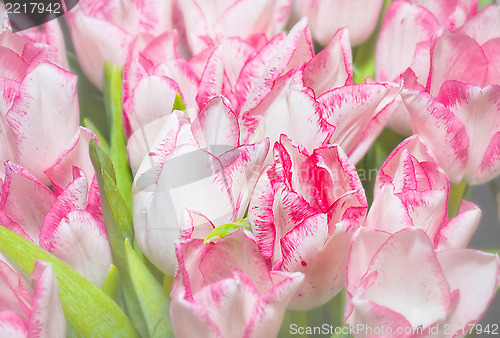 Image of Tulips