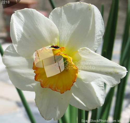 Image of White and yellow bell