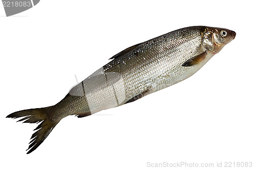 Image of fresh whitefish