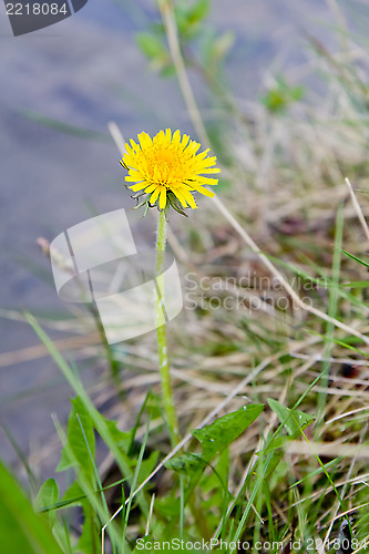 Image of dandelion