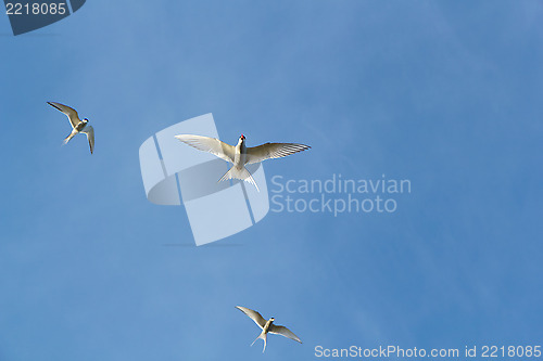 Image of arctic tern, sterna paradisaea