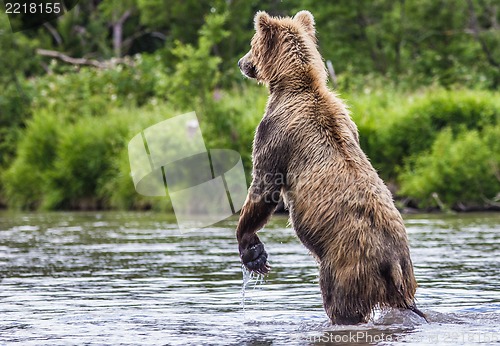 Image of The brown bear fishes