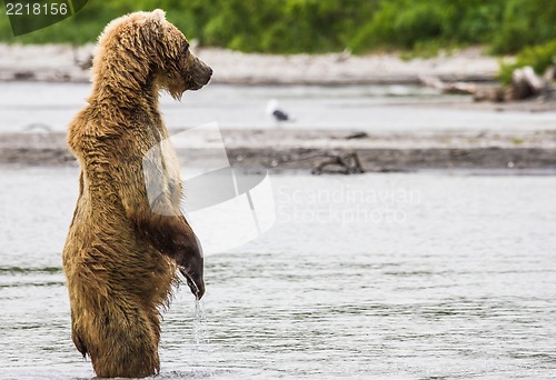 Image of The brown bear fishes