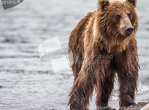 Image of The brown bear fishes