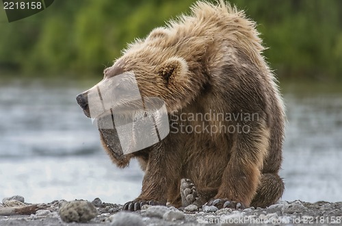 Image of bear cub