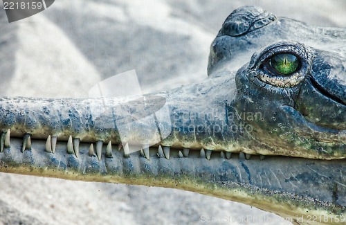 Image of Gavial in Chitwan National Park