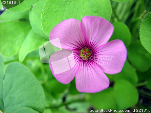 Image of Perfect flower