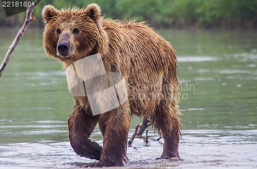 Image of The brown bear fishes