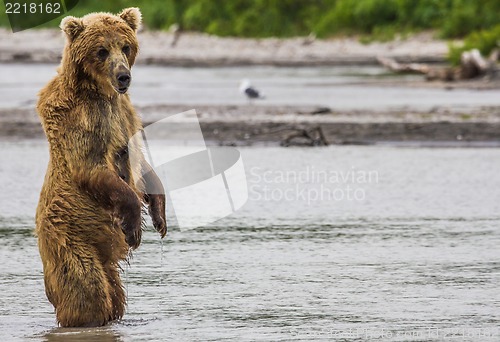 Image of The brown bear fishes