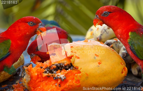 Image of Rainbow lorikeets in a manger requests food. Mango.