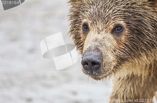 Image of bear cub