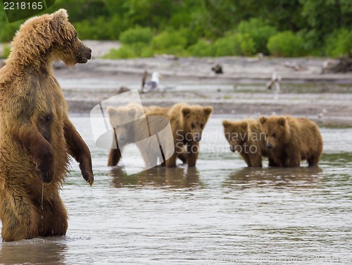 Image of The brown bear fishes