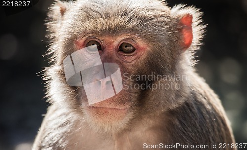 Image of The rhesus macaque monkey (Macaca mulatta)