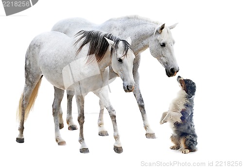 Image of camargue horses and australian sheepdog