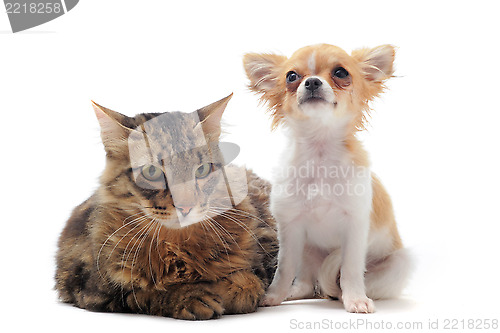 Image of norwegian cat and chihuahua