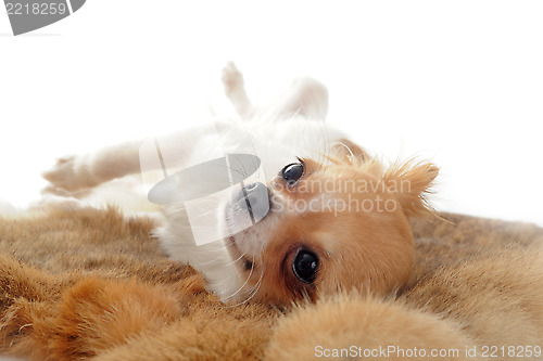 Image of puppy chihuahua