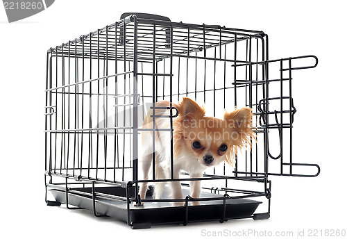 Image of chihuahua in kennel
