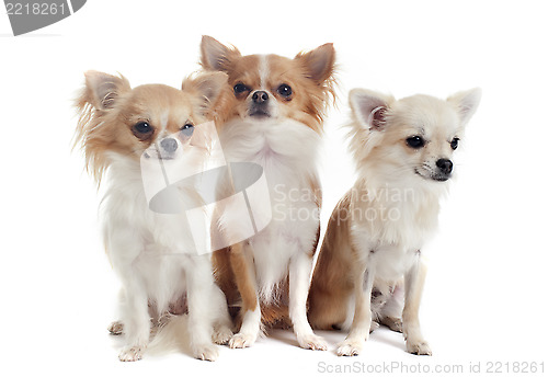 Image of three chihuahuas