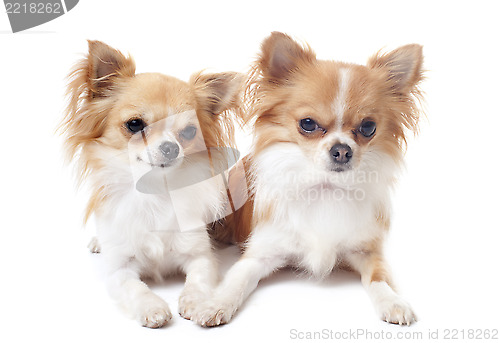 Image of couple of chihuahuas