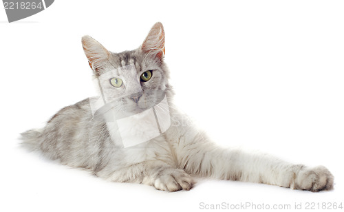 Image of maine coon cat