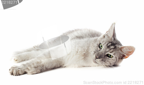 Image of maine coon cat