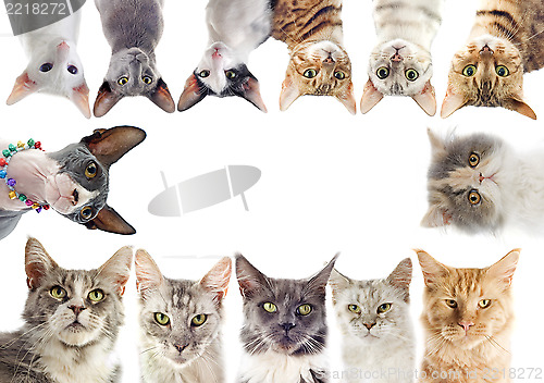 Image of group of cats