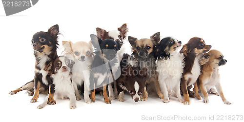 Image of group of chihuahuas