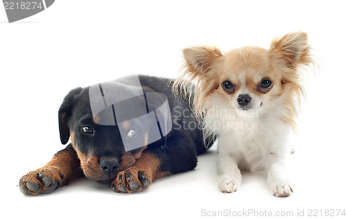 Image of chihuahua and puppy rottweiler