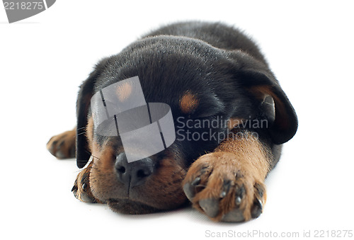 Image of sleeping rottweiler