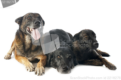 Image of three dogs