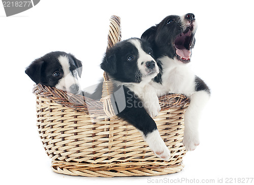 Image of puppies border collies