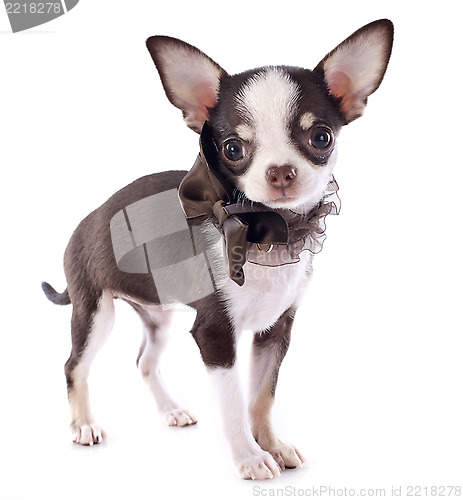 Image of puppy chihuahua