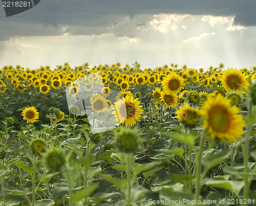 Image of sunflowers